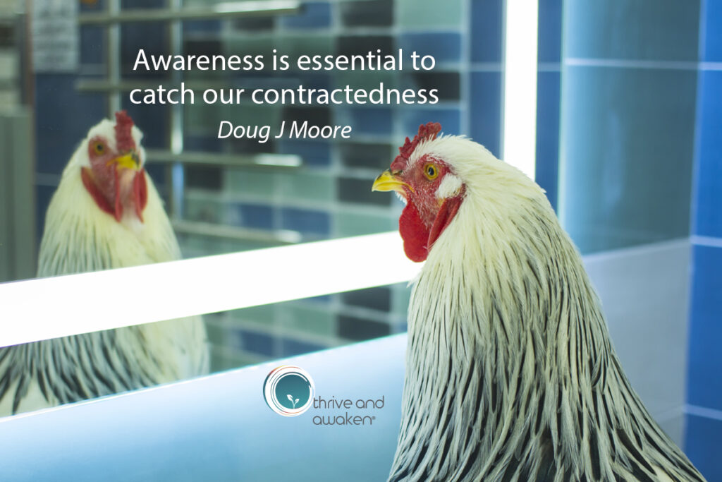 Chicken looking at itself in a mirror. A saying on the mirror is: Awareness is essential to catch our contractedness.